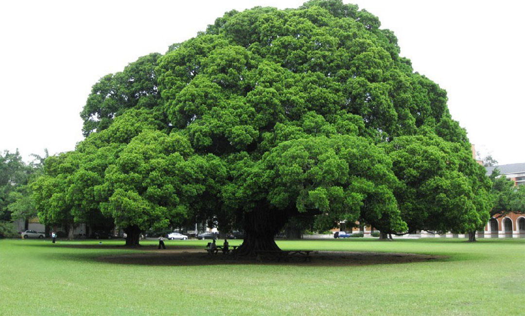 大庆金榕树服务号代运营案例